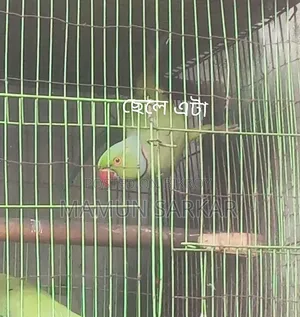 টিয়া পাখি টাকা লাগবে তাই সেল করবো আর সময় দিতে পার না তেমন