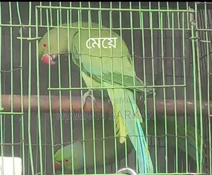 Cockatiel Bird - Selling due to lack of time and need for money
