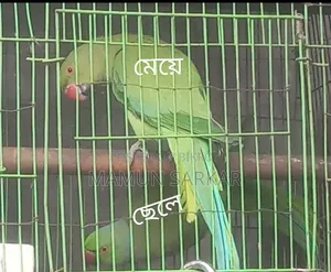 Cockatiel Bird - Selling due to lack of time and need for money
