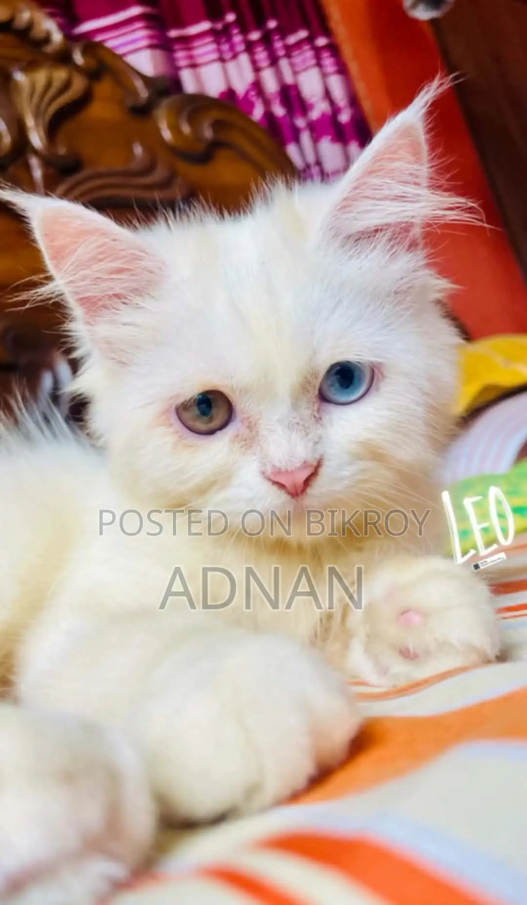 1+ year Male Mixed Breed Persian