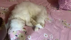 1+ year Male Mixed Breed Persian