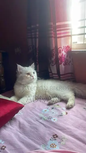1+ year Male Mixed Breed Persian