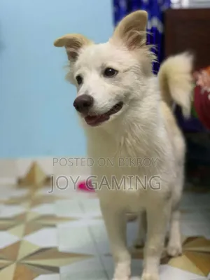 3-6 months Male Purebred Dog