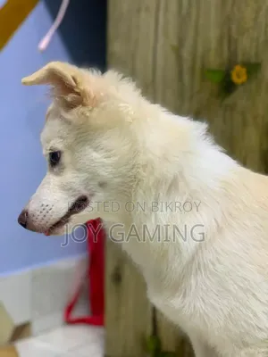 3-6 months Male Purebred Dog