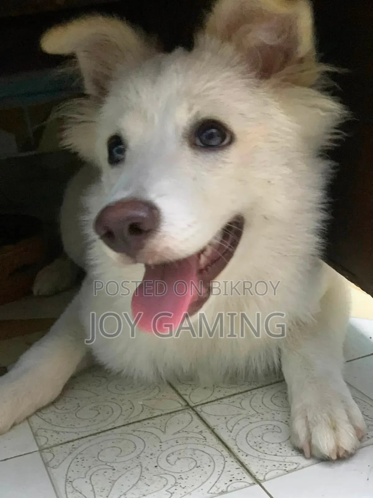 3-6 months Male Purebred Dog