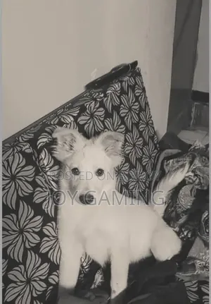 3-6 months Male Purebred Dog