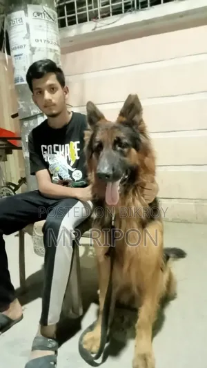 1+ year Male Purebred German Shepherd