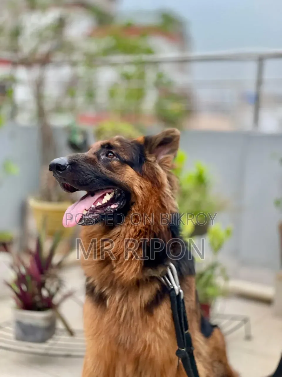 1+ year Male Purebred German Shepherd