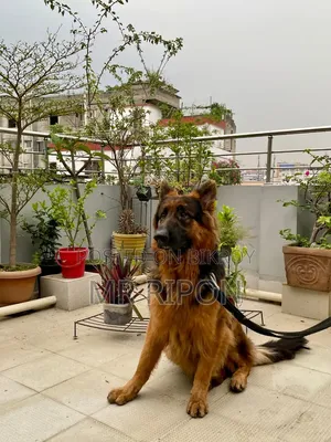 1+ year Male Purebred German Shepherd