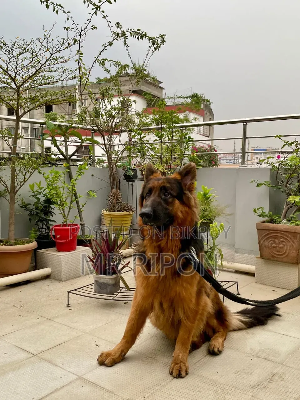1+ year Male Purebred German Shepherd