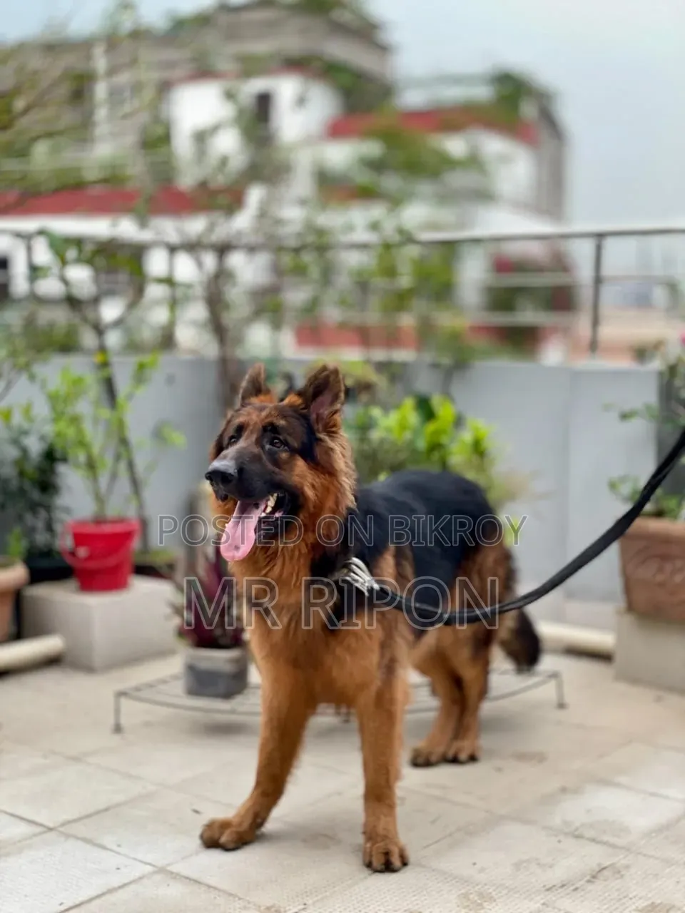 1+ year Male Purebred German Shepherd
