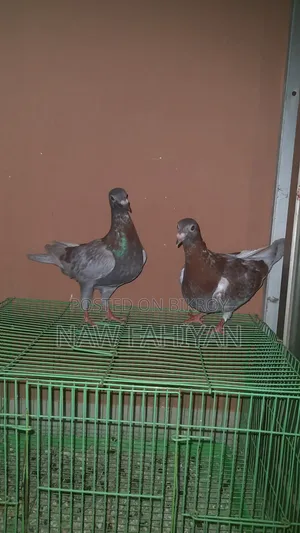 রেসার কবুতর