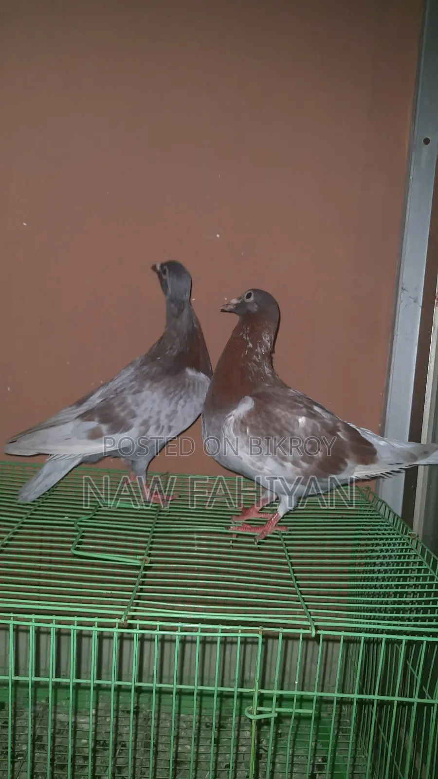 রেসার কবুতর