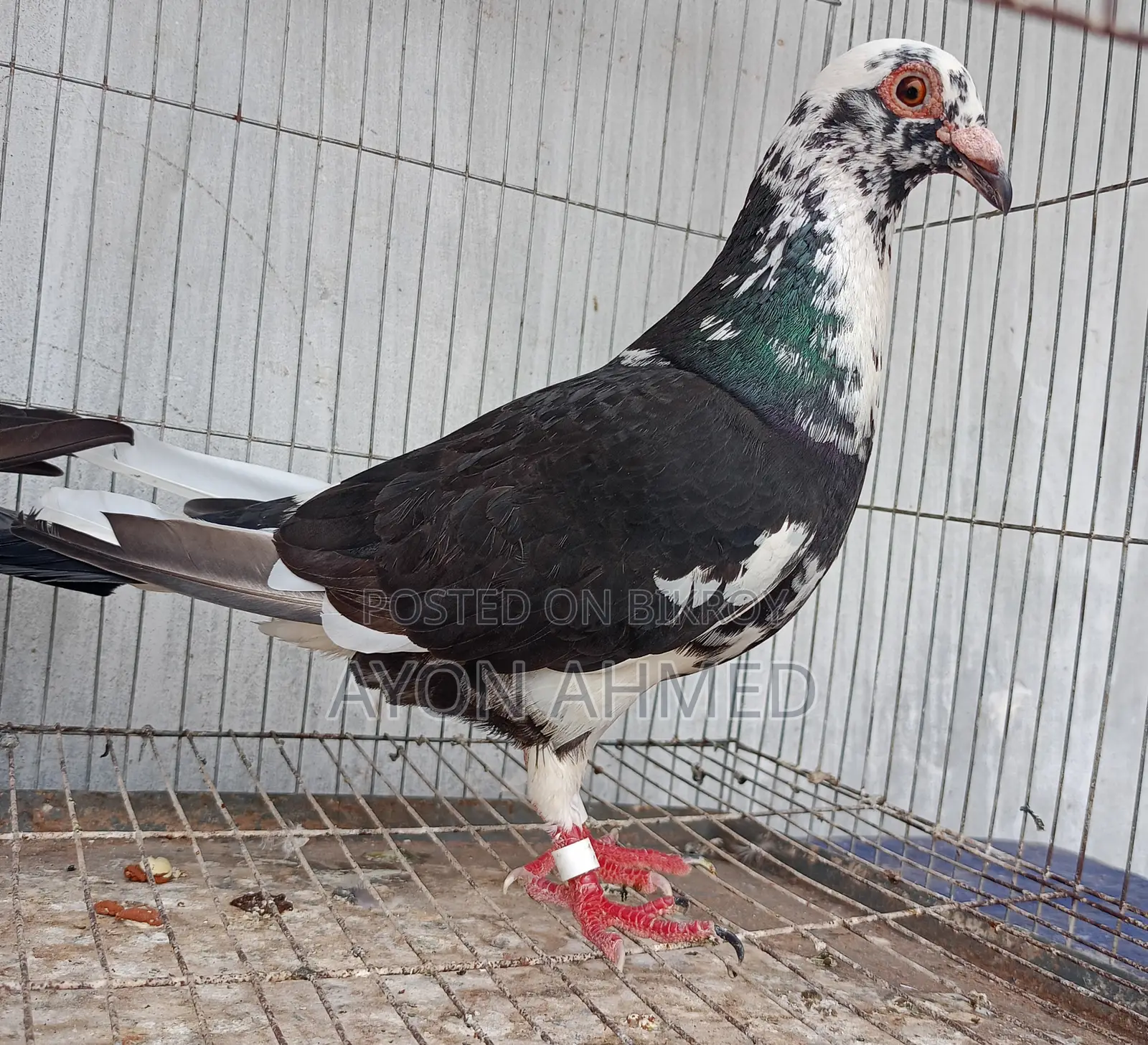 Pied Racer