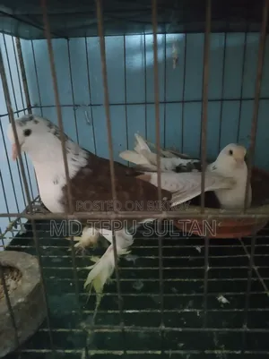 কবুতর বিক্রি হবে
