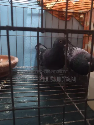 কবুতর বিক্রি হবে