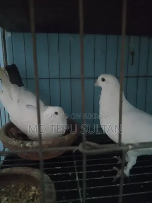 কবুতর বিক্রি হবে