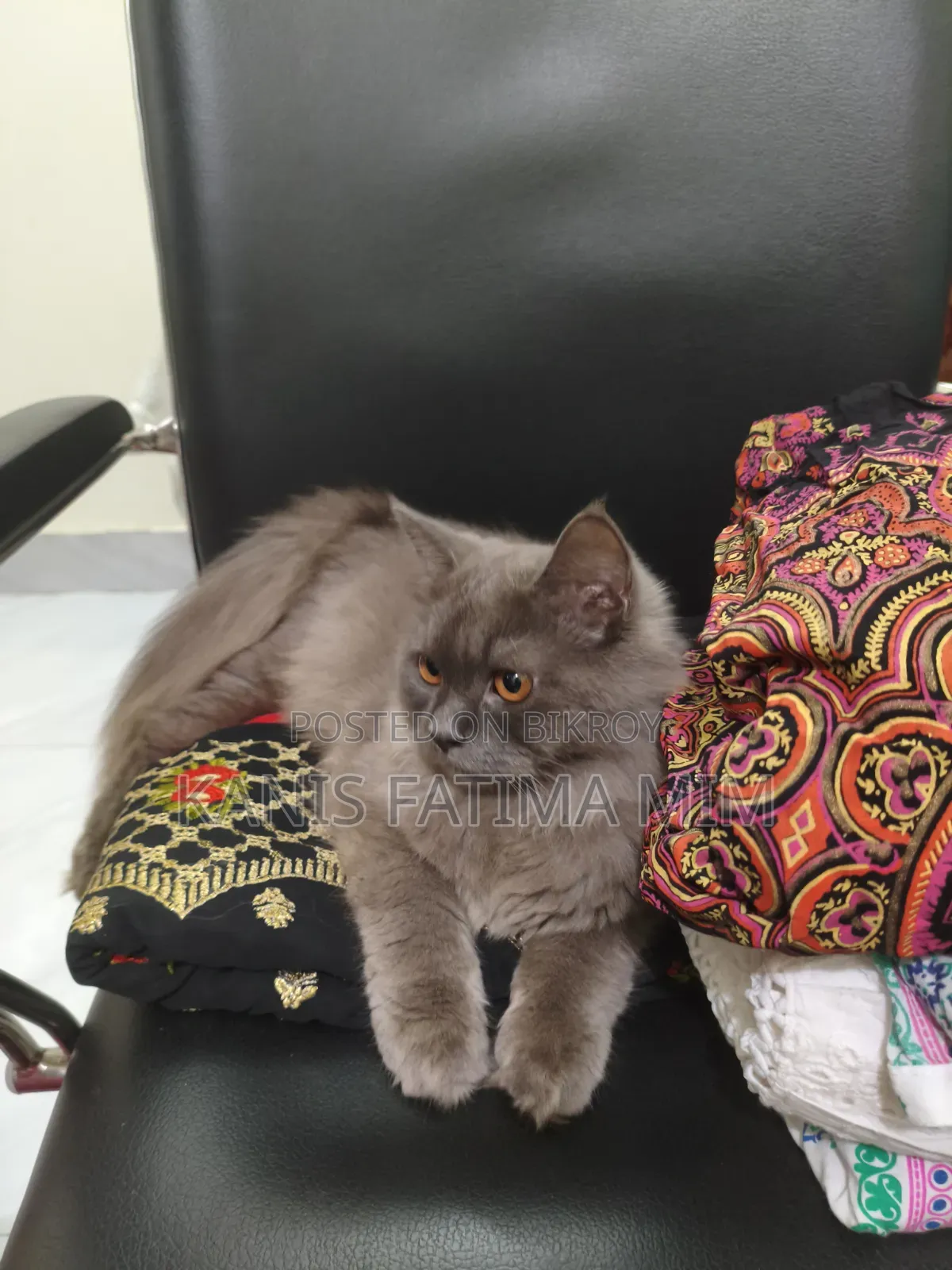3-6 months Male Purebred Russian Blue
