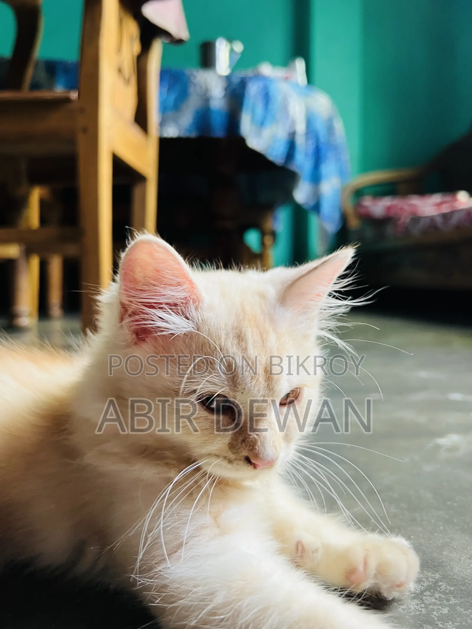 1-3 Months Male Purebred Maine Coon