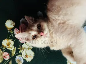 1-3 Months Male Purebred Maine Coon