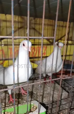 একজোড়া রানীর শর্টপিস কবুতর দুইবার তিন বার ডিম বাচ্চা করা