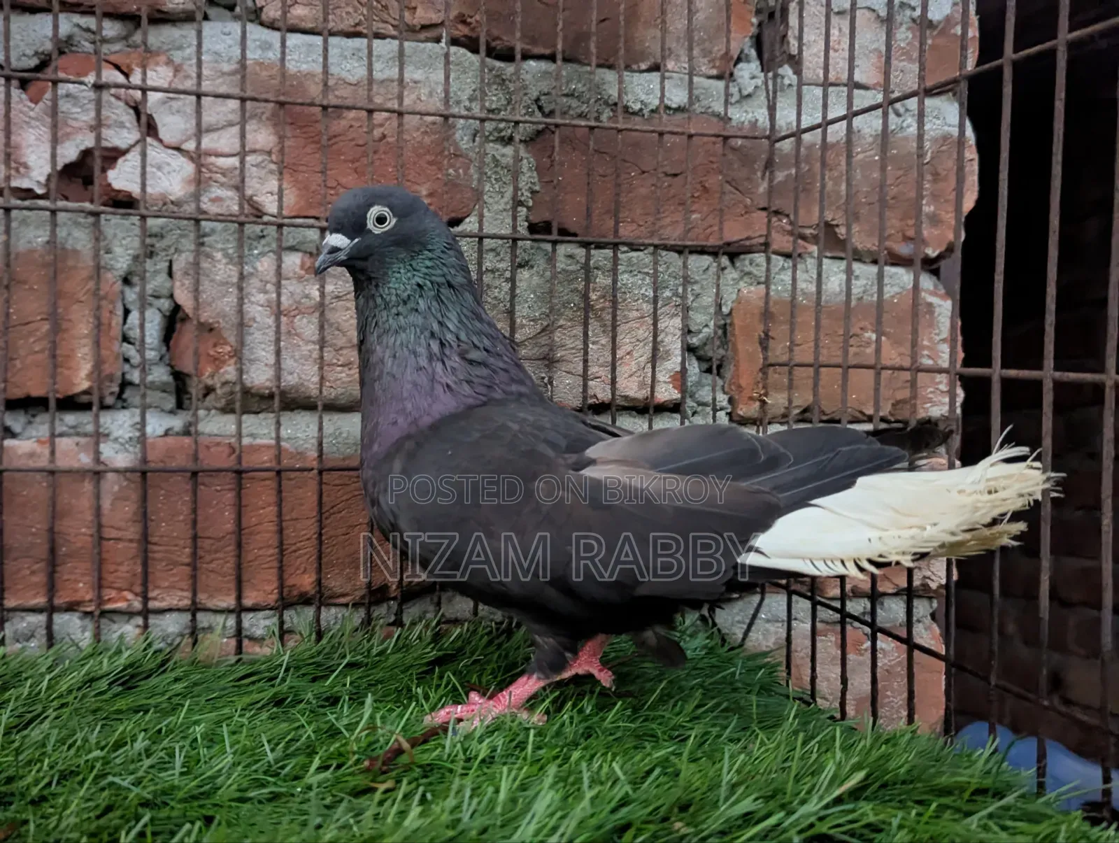 Old breed Musaldam male big size 14 dam