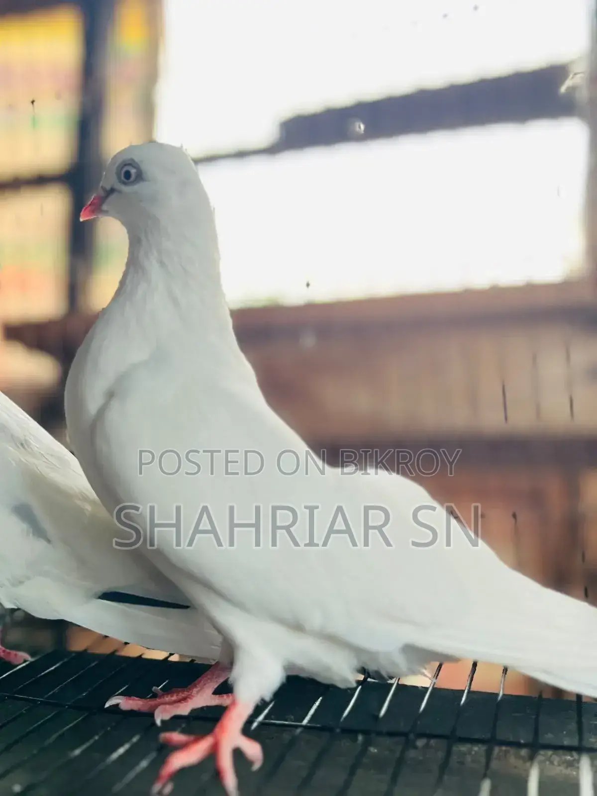 Chuinna Female Pigeon