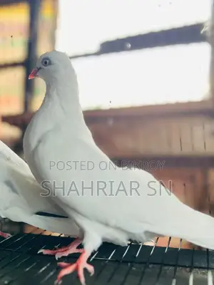 Chuinna Female Pigeon