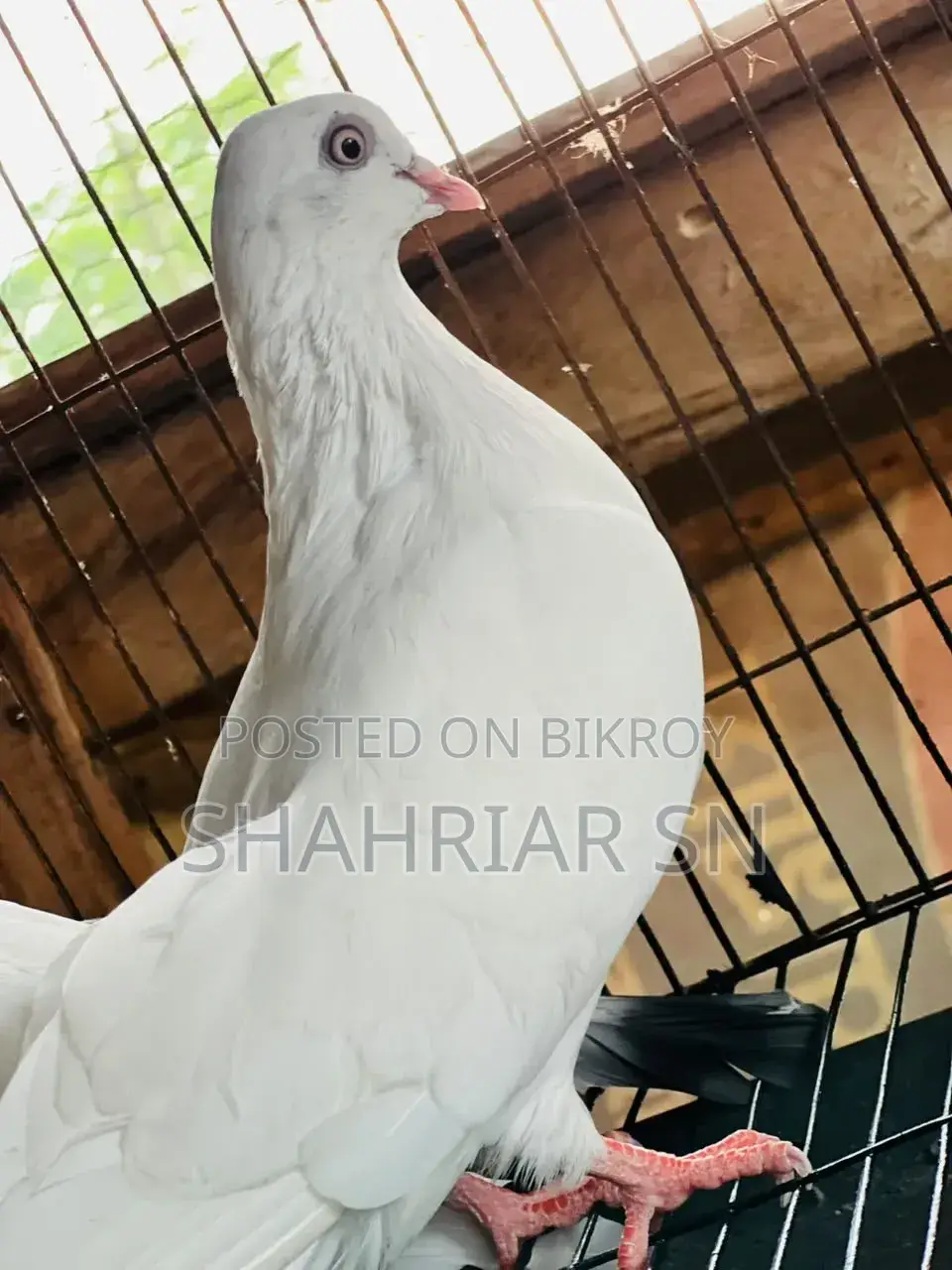 Chuinna Female Pigeon