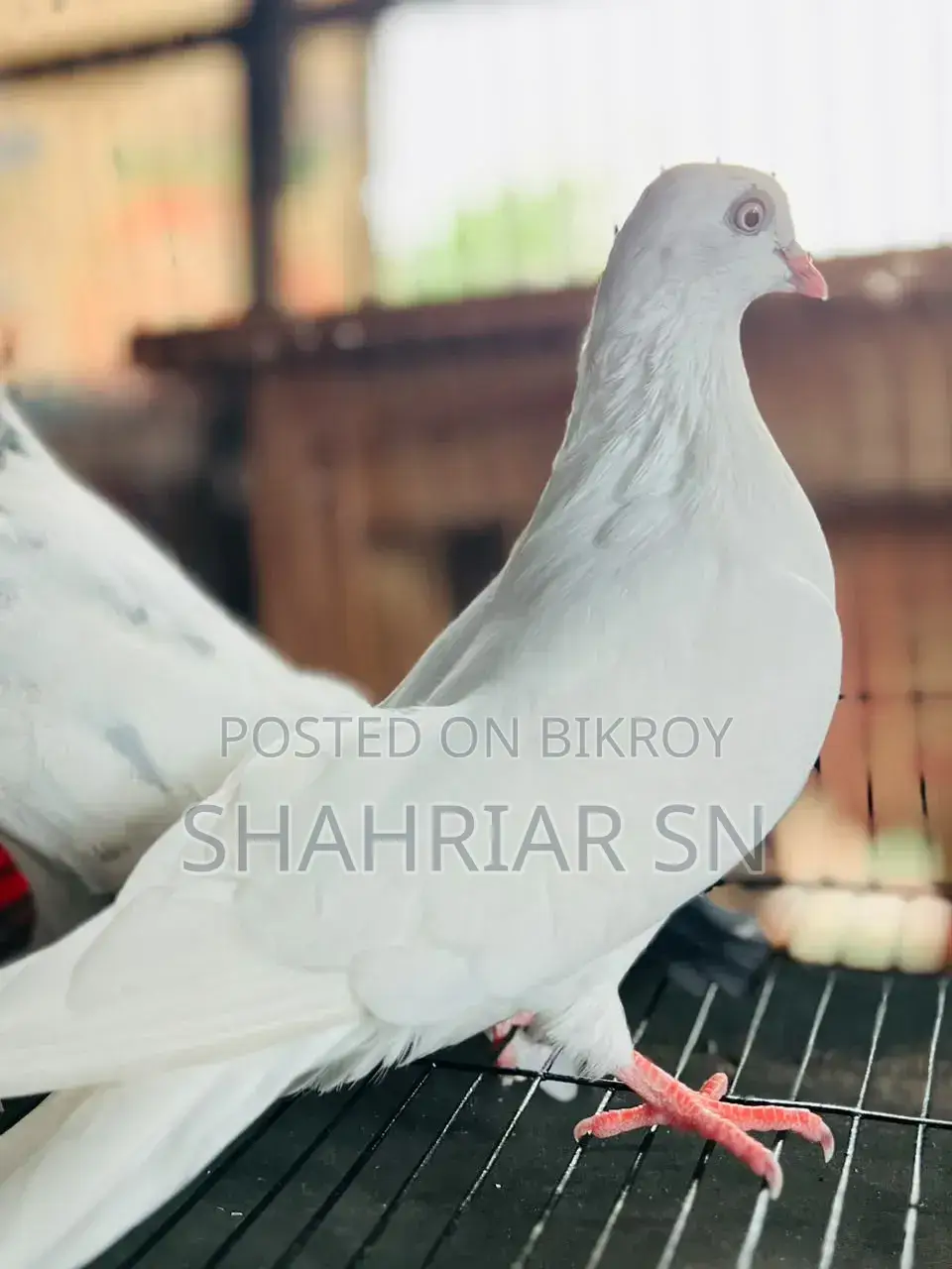 Chuinna Female Pigeon