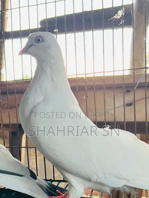 Chuinna Female Pigeon