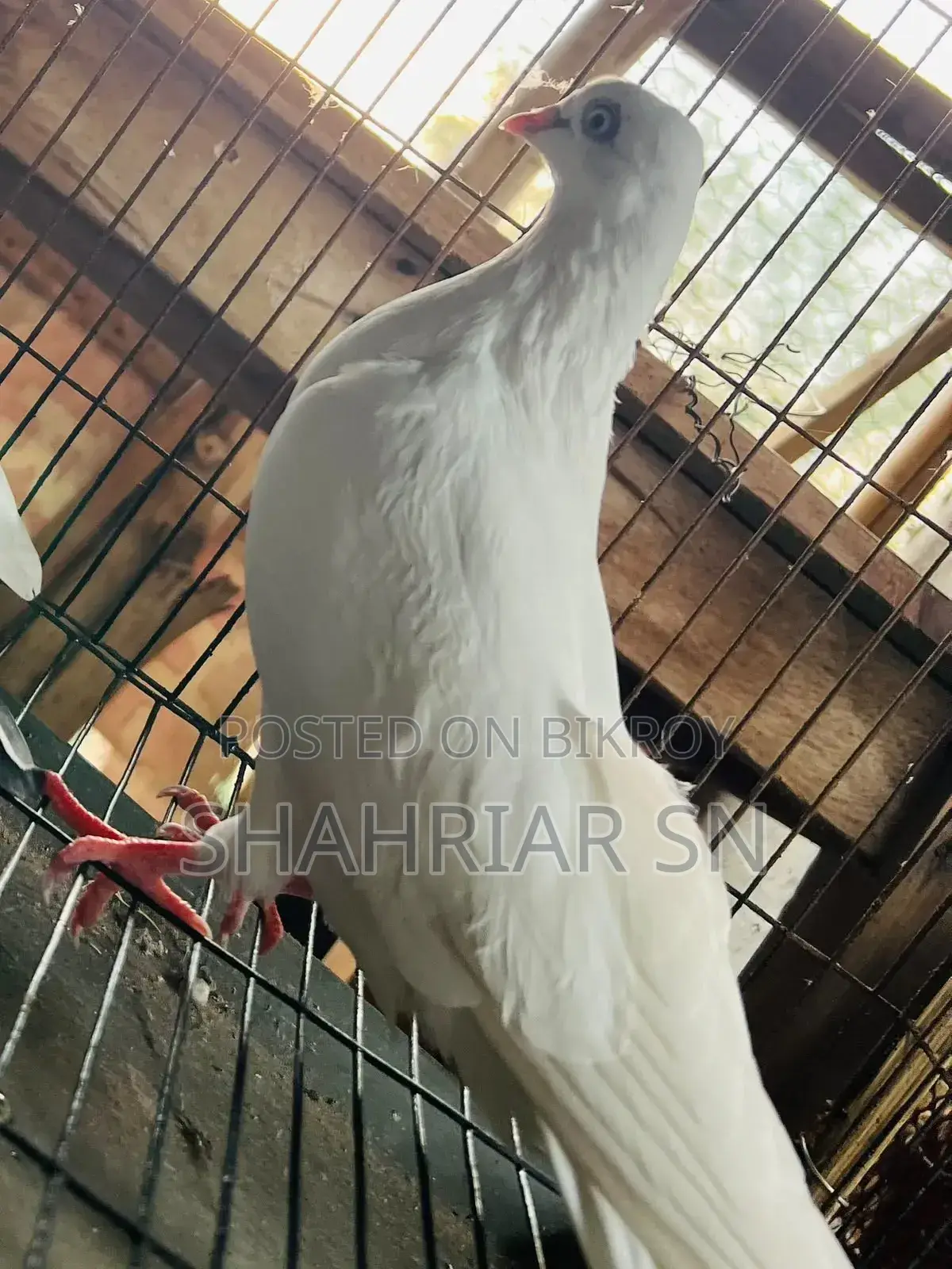 Chuinna Female Pigeon