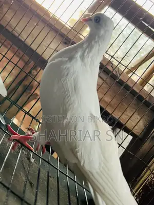 Chuinna Female Pigeon