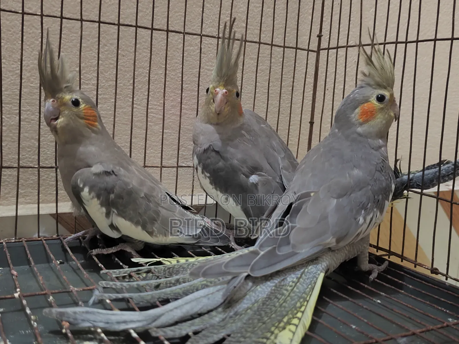 Female Grey Cockatiel 3 pieces