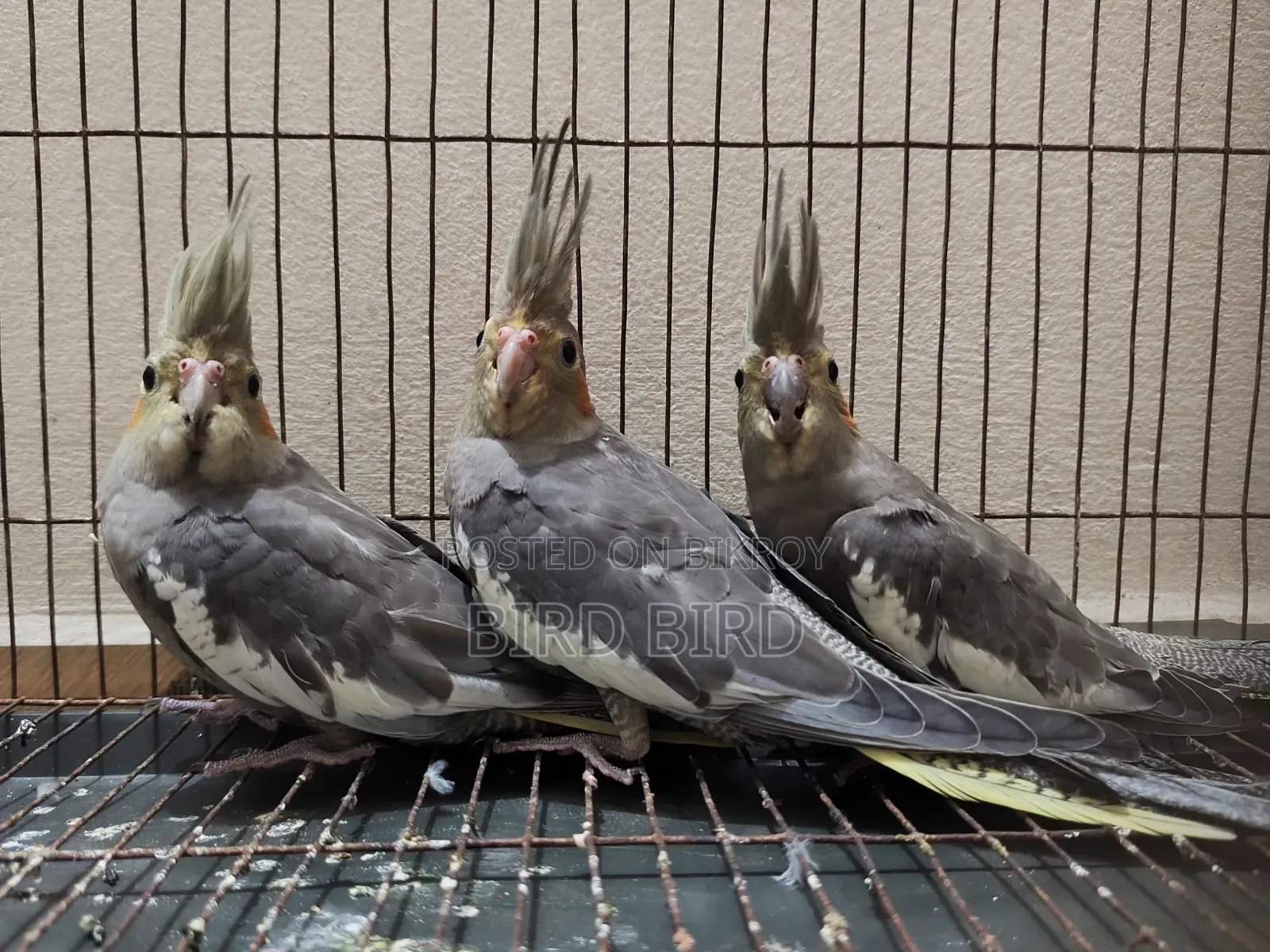 Female Grey Cockatiel 3 pieces