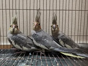 Female Grey Cockatiel 3 pieces