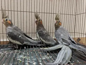 Female Grey Cockatiel 3 pieces