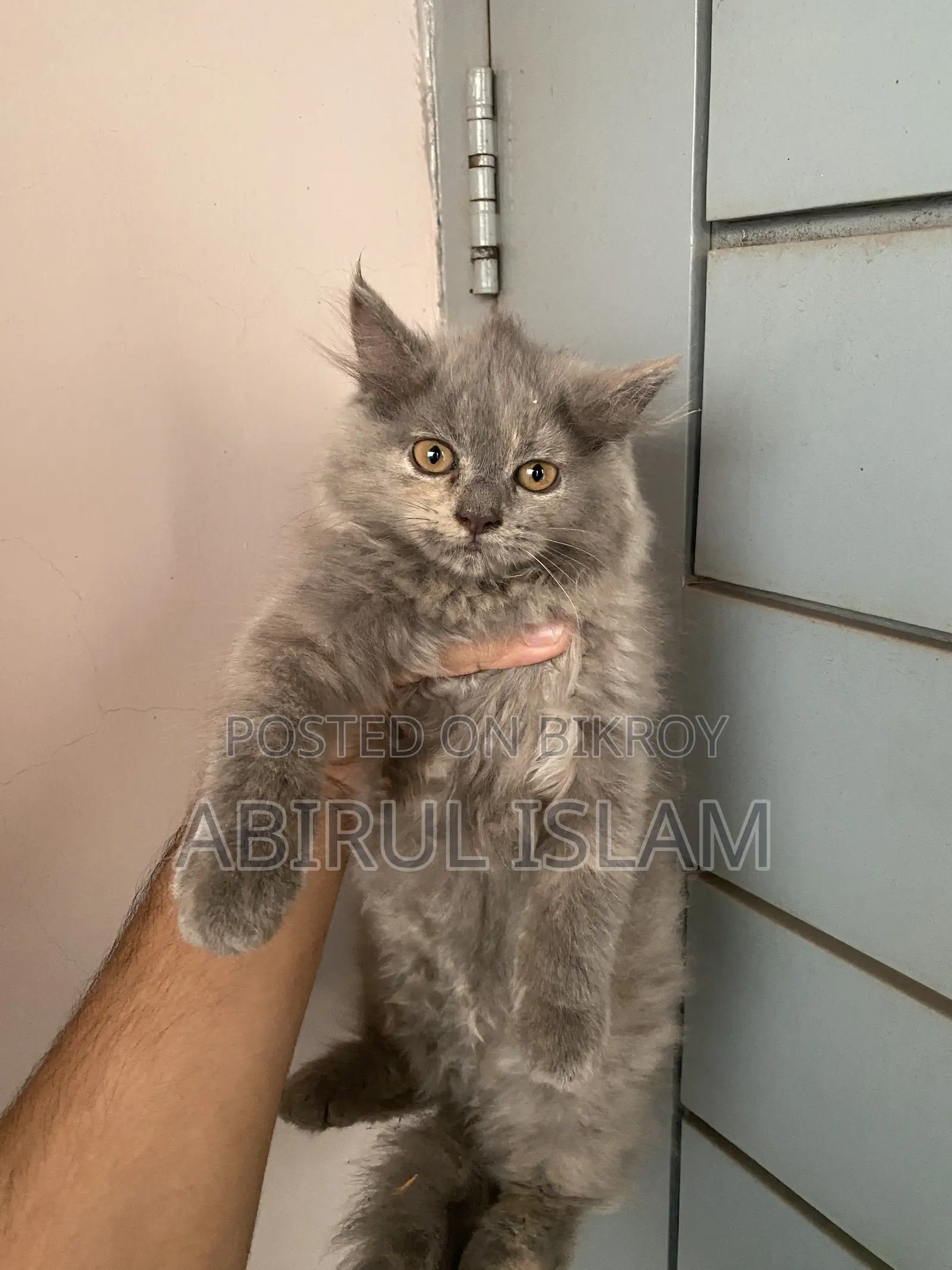 1-3 months Male Purebred Persian
