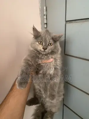 1-3 months Male Purebred Persian