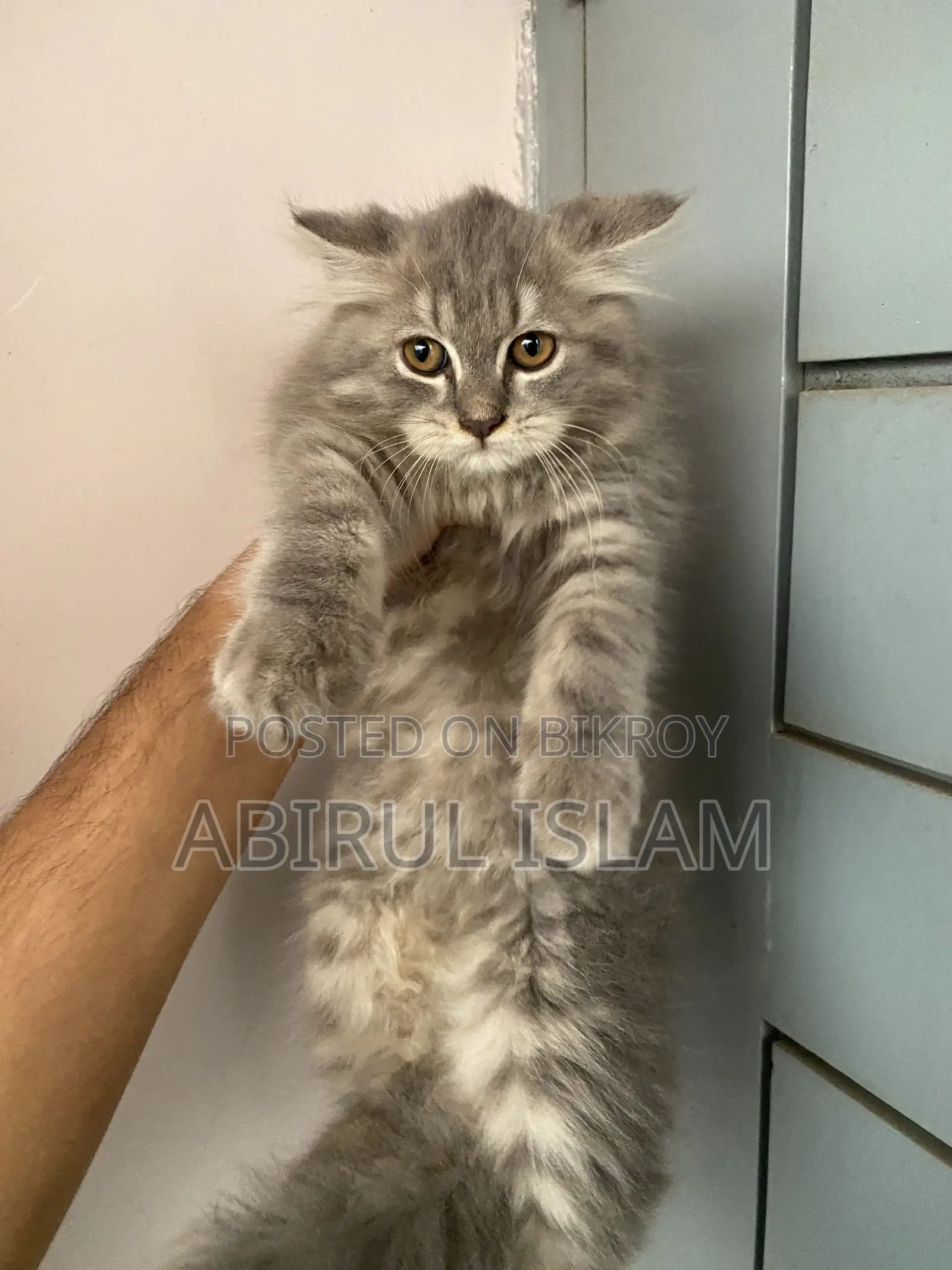 1-3 months Male Purebred Persian