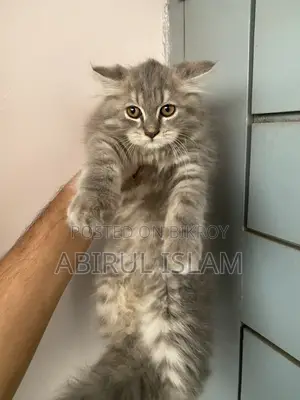 1-3 months Male Purebred Persian