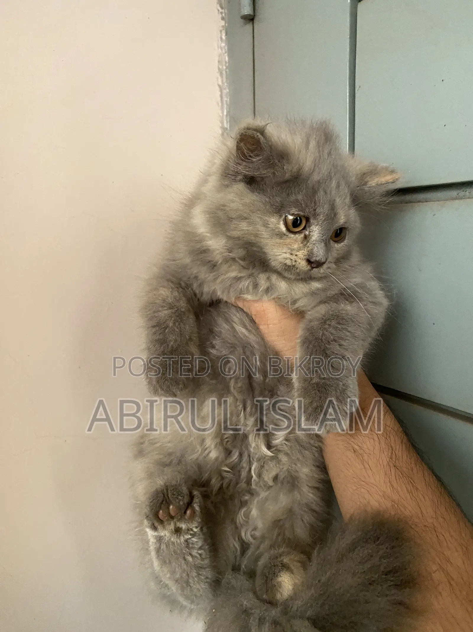 1-3 months Male Purebred Persian