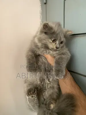 1-3 months Male Purebred Persian