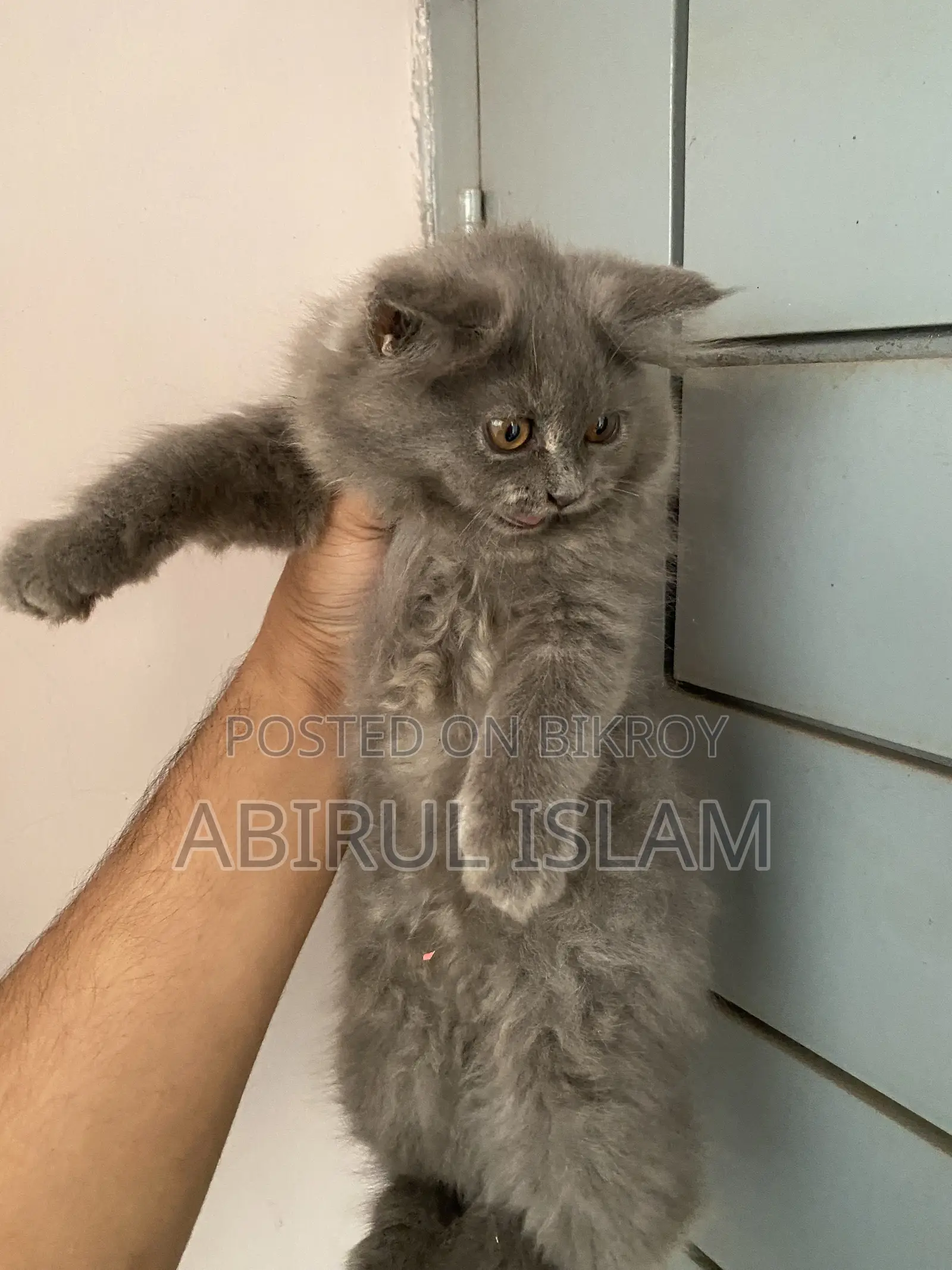 1-3 months Male Purebred Persian
