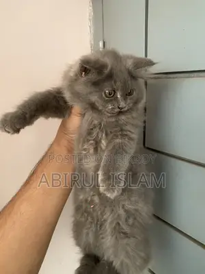 1-3 months Male Purebred Persian