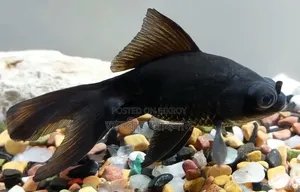 Black Moor Goldfish