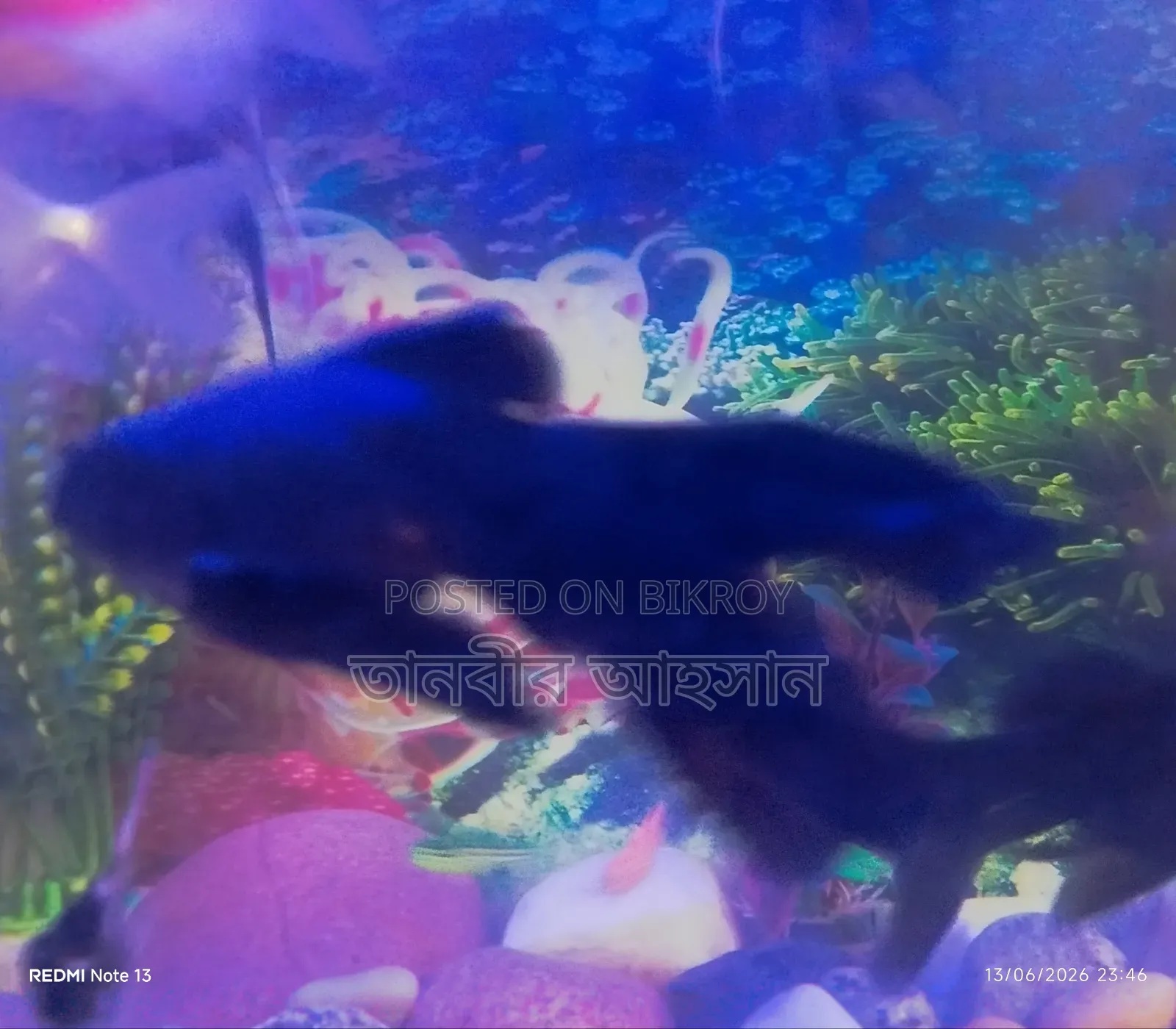 Black Moor Goldfish
