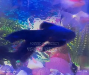 Black Moor Goldfish