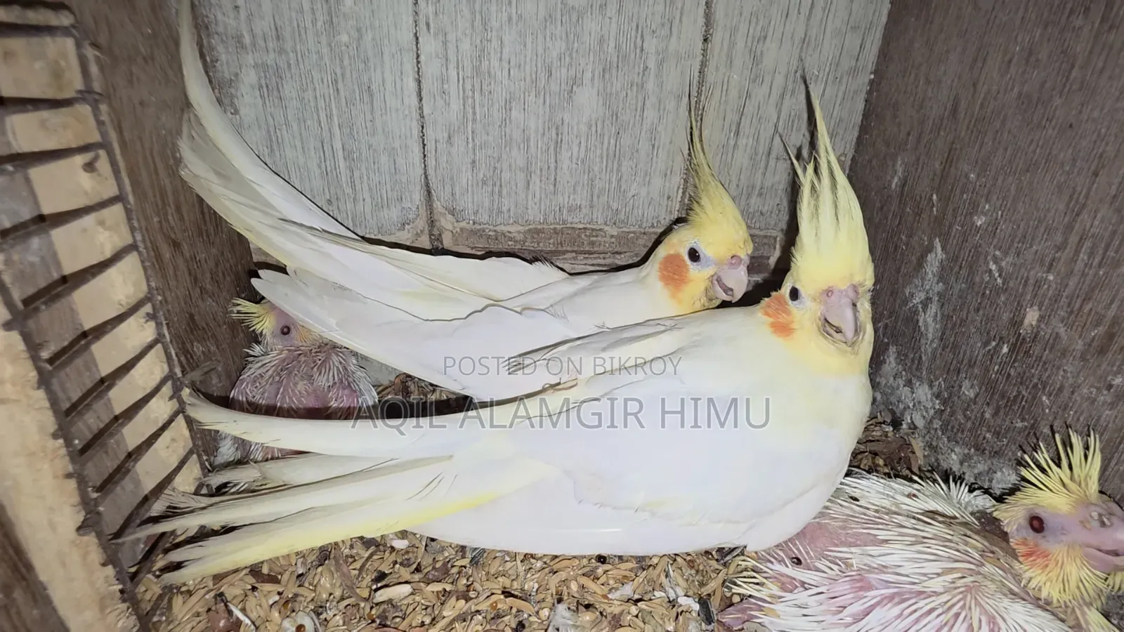 কোকাটেল পাখি