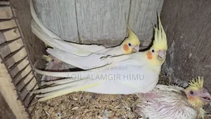 কোকাটেল পাখি